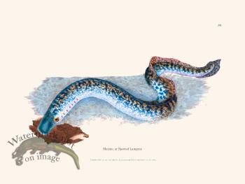 070 Marine, or Spotted Lamprey